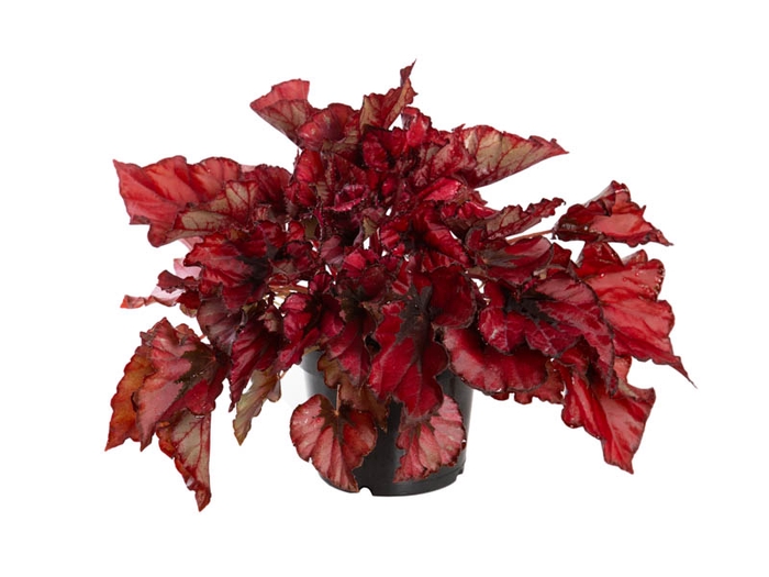 <h4>BEGONIA REX BELEAF KOHALA RED P15 PO</h4>