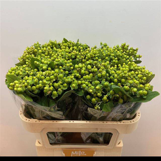 <h4>HYP MAG GREEN POWER</h4>