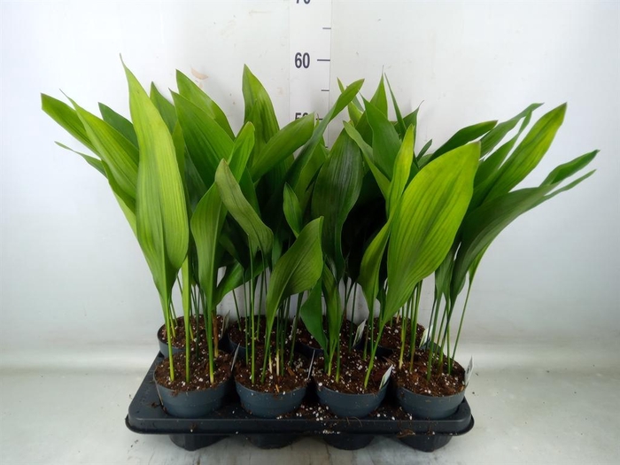 <h4>Aspidistra elat.</h4>