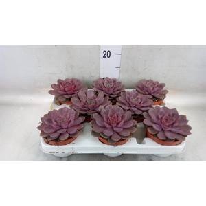Echeveria   ...
