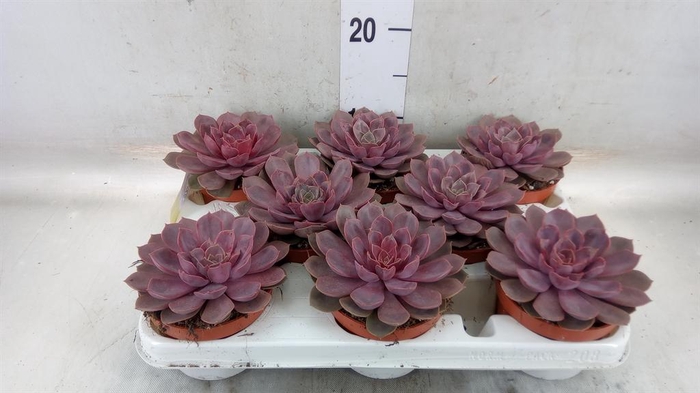 <h4>Echeveria   ...</h4>