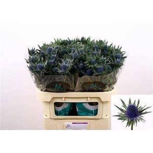 Eryngium Aquarius Qstar 70cm X30