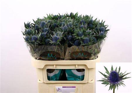 <h4>Eryngium Aquarius Qstar 70cm X30</h4>