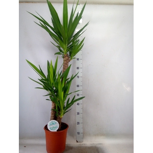 Yucca