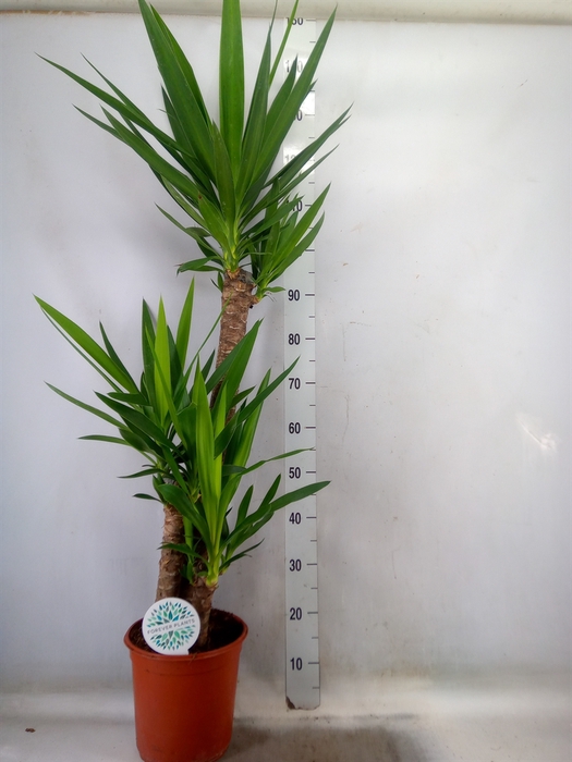 <h4>Yucca</h4>