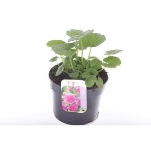 Alcea rosea Chart. Double Rose