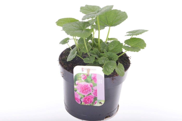 <h4>Alcea rosea Chart. Double Rose</h4>