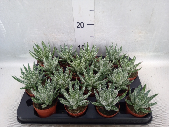 <h4>Aloe humilis</h4>