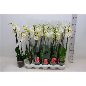 Phal F Snow Compass 2 Branches 14+