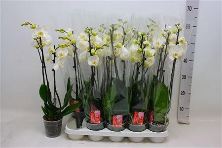 <h4>Phal F Snow Compass 2 Branches 14+</h4>