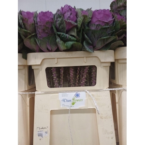 Brassica Condor Red