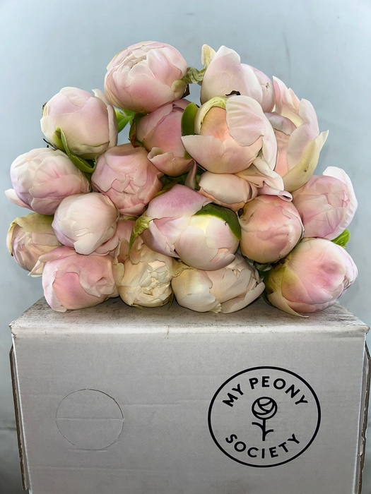 <h4>Paeonia Moon over Barrington</h4>