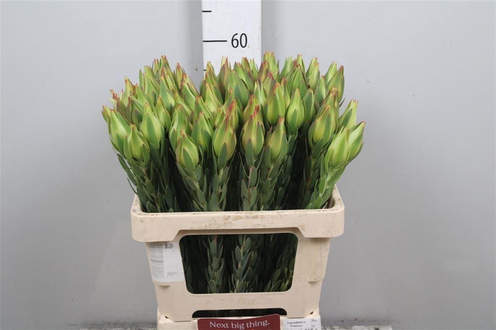 <h4>Leucad Procerum</h4>