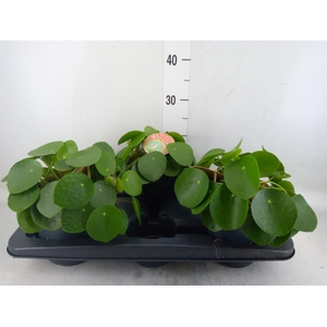 Pilea peperomioides