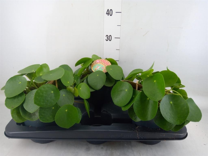 <h4>Pilea peperomioides</h4>