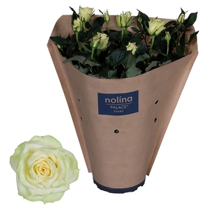 Nolina Roses Ø 17 cm White Paper sleeve