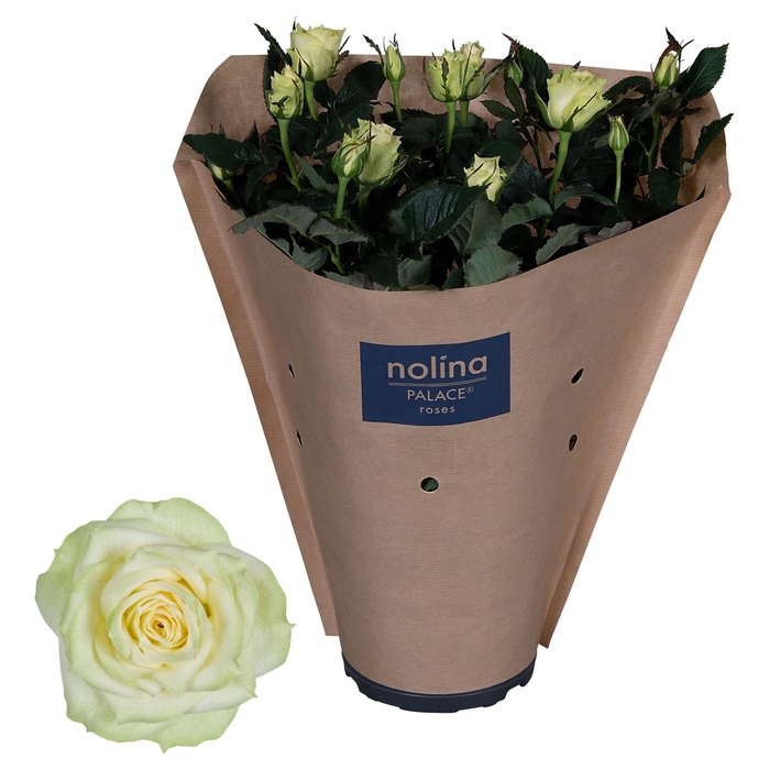 <h4>Nolina Roses Ø 17 cm White Paper sleeve</h4>