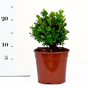 Buxus sempervirens 'Suffruticosa' 10-15cm struik