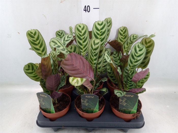 <h4>Ctenanthe burle-marxii</h4>