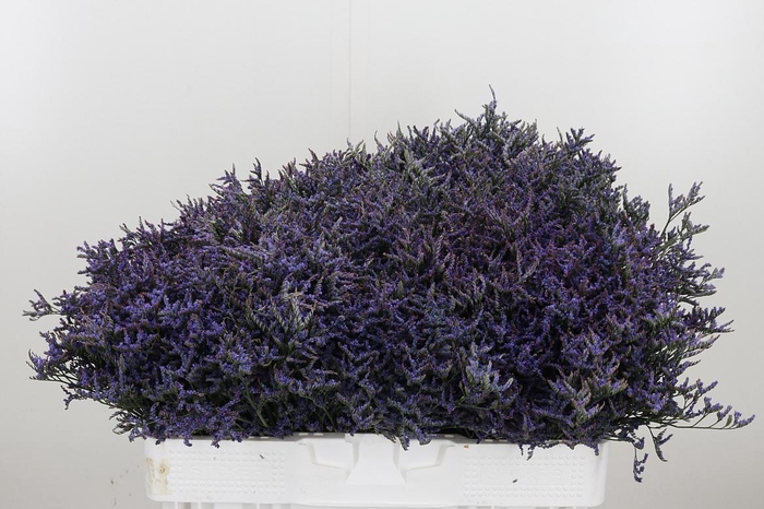 <h4>Limonium Safora Dark Blue</h4>