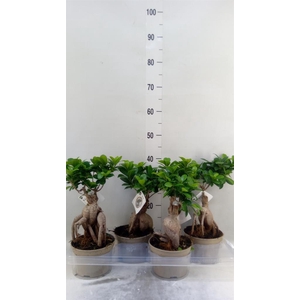 Ficus microcarpa 'Ginseng'