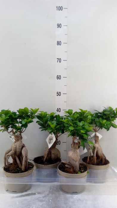 <h4>Ficus microcarpa 'Ginseng'</h4>