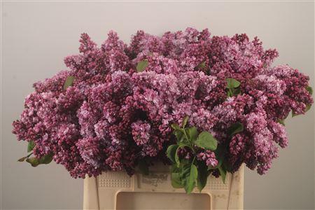 <h4>Syringa Per Bos Pink</h4>
