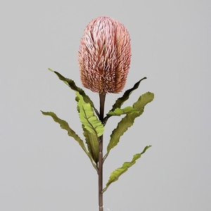 Af Protea L65cm Roze