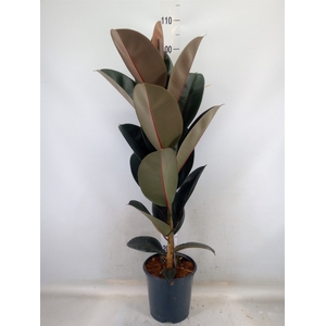 Ficus elastica 'Abidjan'