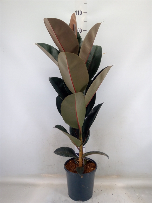 <h4>Ficus elastica 'Abidjan'</h4>