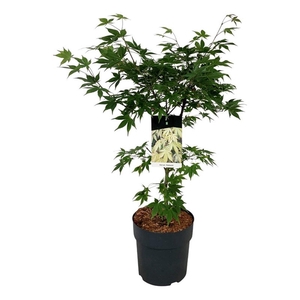 Acer pal. 'Osakazuki'