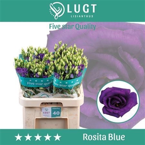 Eus G Rosi Blue