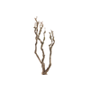Syringa Branch Super Montsalvatge