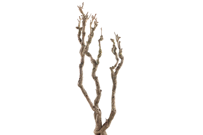 Syringa Branch Super Montsalvatge