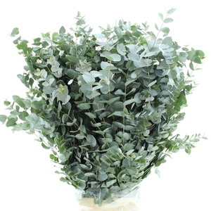 Euca Cinerea Long 400grams