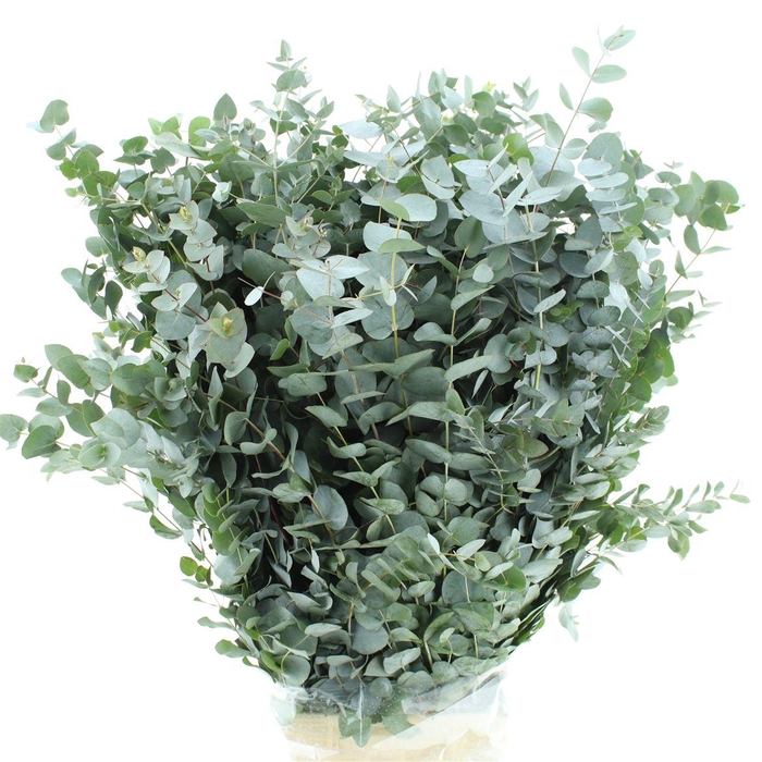 <h4>Euca Cinerea Long 400grams</h4>