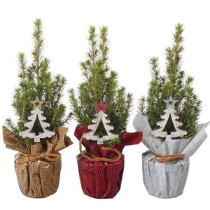 Picea Gl Conica (PTK25318) Folie Rondella + Deco