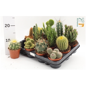 CACTUS GEM