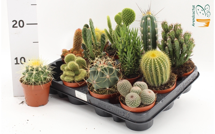 <h4>CACTUS GEM</h4>