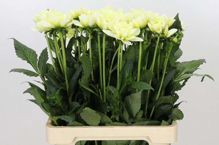 <h4>Dahlia Champagne</h4>