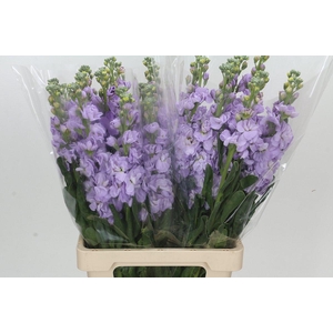 Matthiola Iron Marine