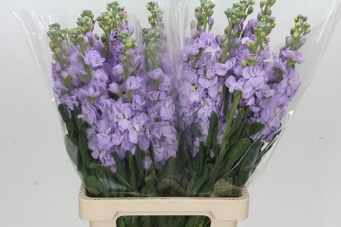 <h4>Matthiola Iron Marine</h4>