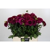 Dahlia Lilac Bull
