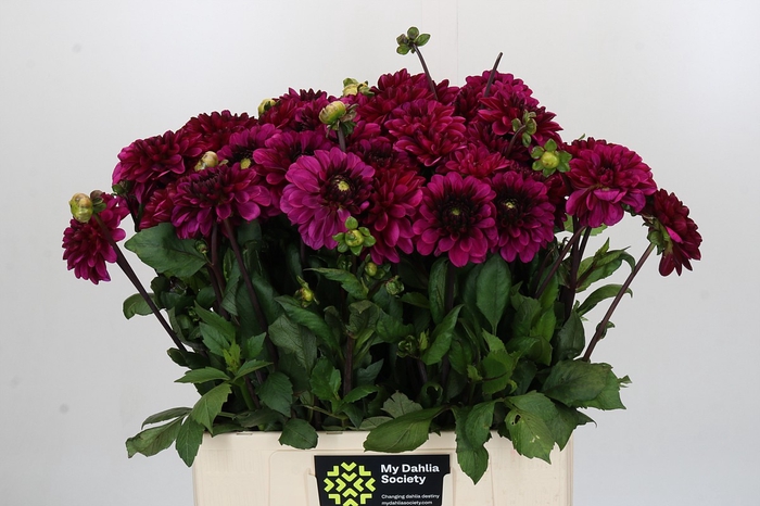 Dahlia Lilac Bull