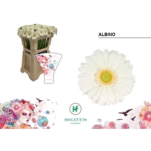 Germini Albino Water