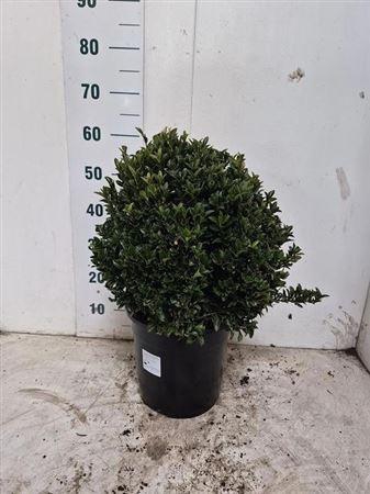 Euonymus Ja Gr Spire