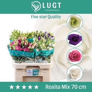 Lisianthus mix