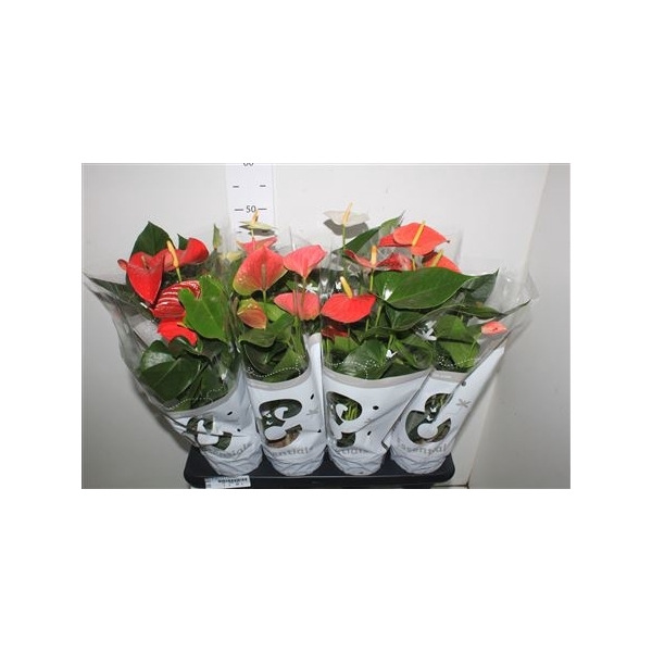 <h4>Anthu An Gem 4 Kl 4 Bloemen+</h4>