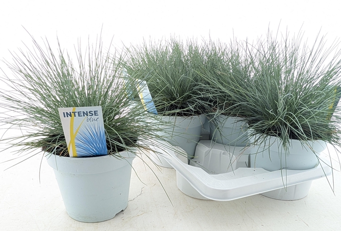 <h4>FEST GL INTENSE BLUE</h4>