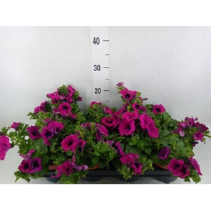 Petunia  'Sunpleasure Purple'